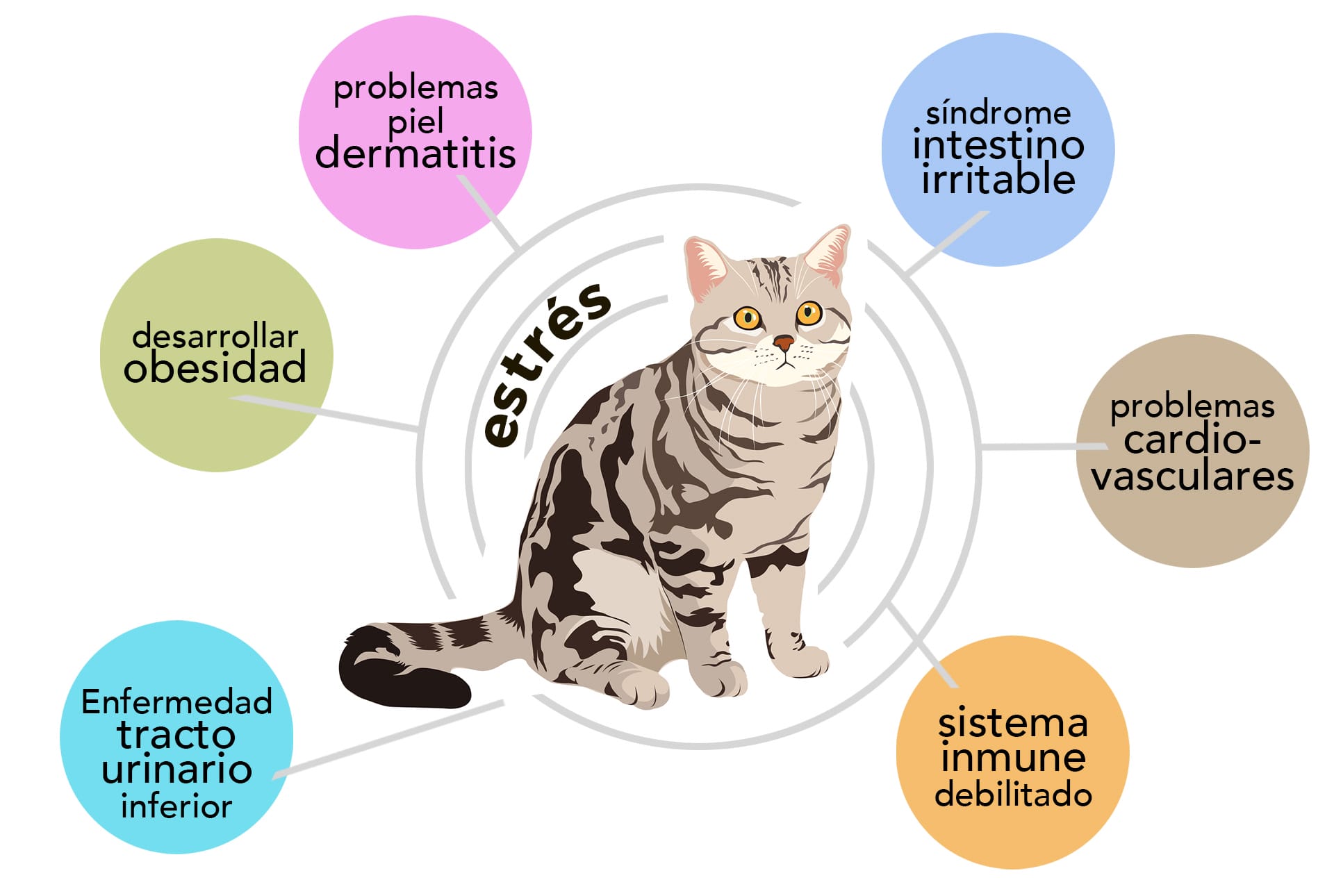 efectos del estres felino