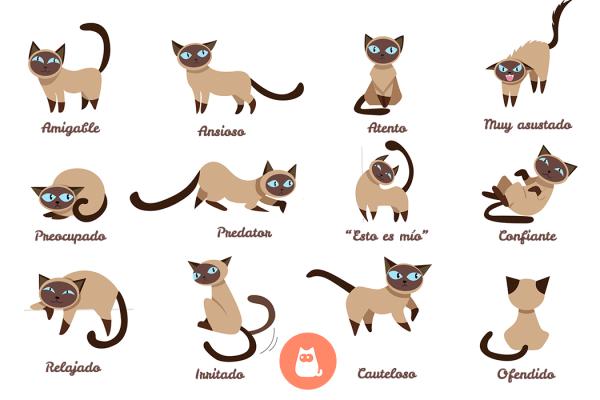 Gato 4 el lenguaje corporal de los gatos 3148 600