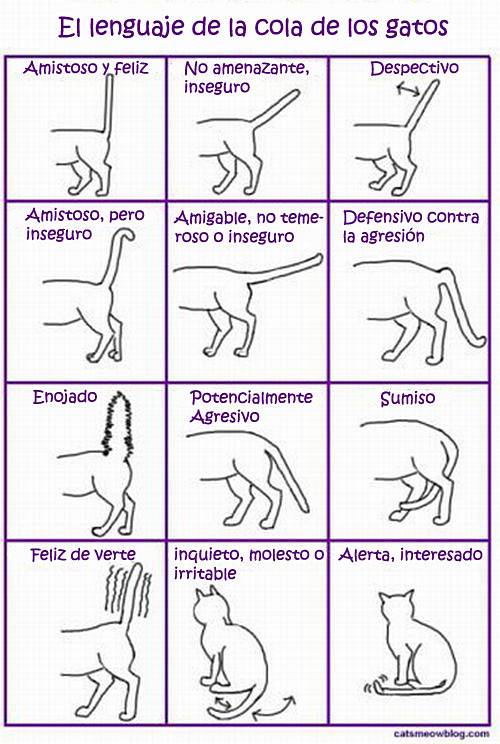el lenguaje de la cola de los gatos