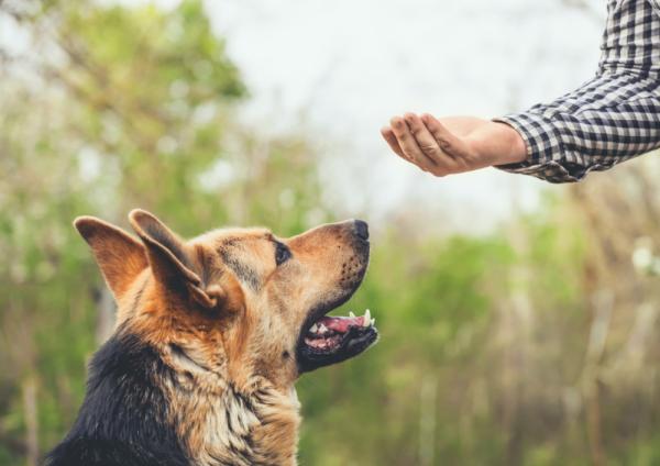 el refuerzo positivo en perros 20281 600