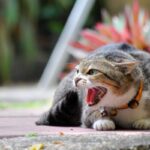 estres gatos 1200x800 1