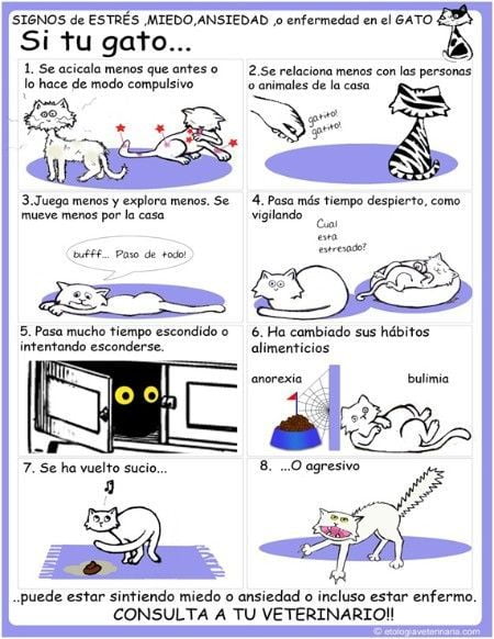 estress gato
