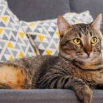 evitar que el gato arane el sofa