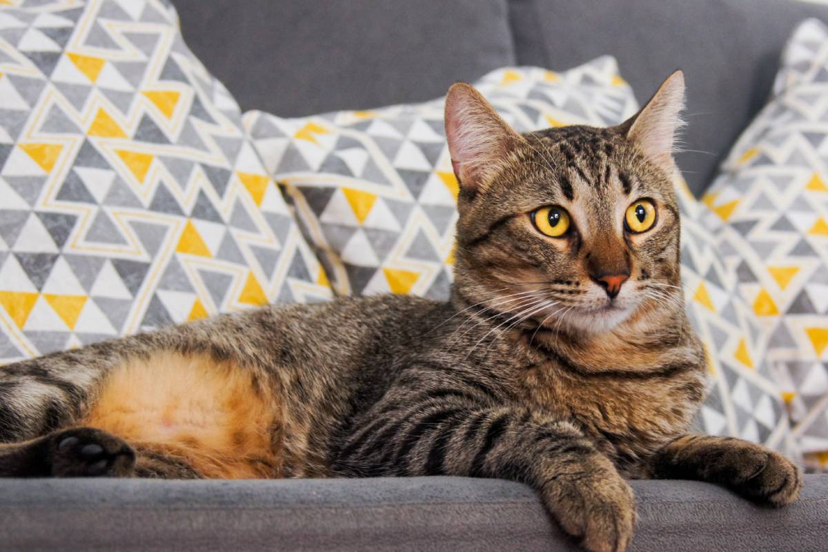 evitar que el gato arane el sofa