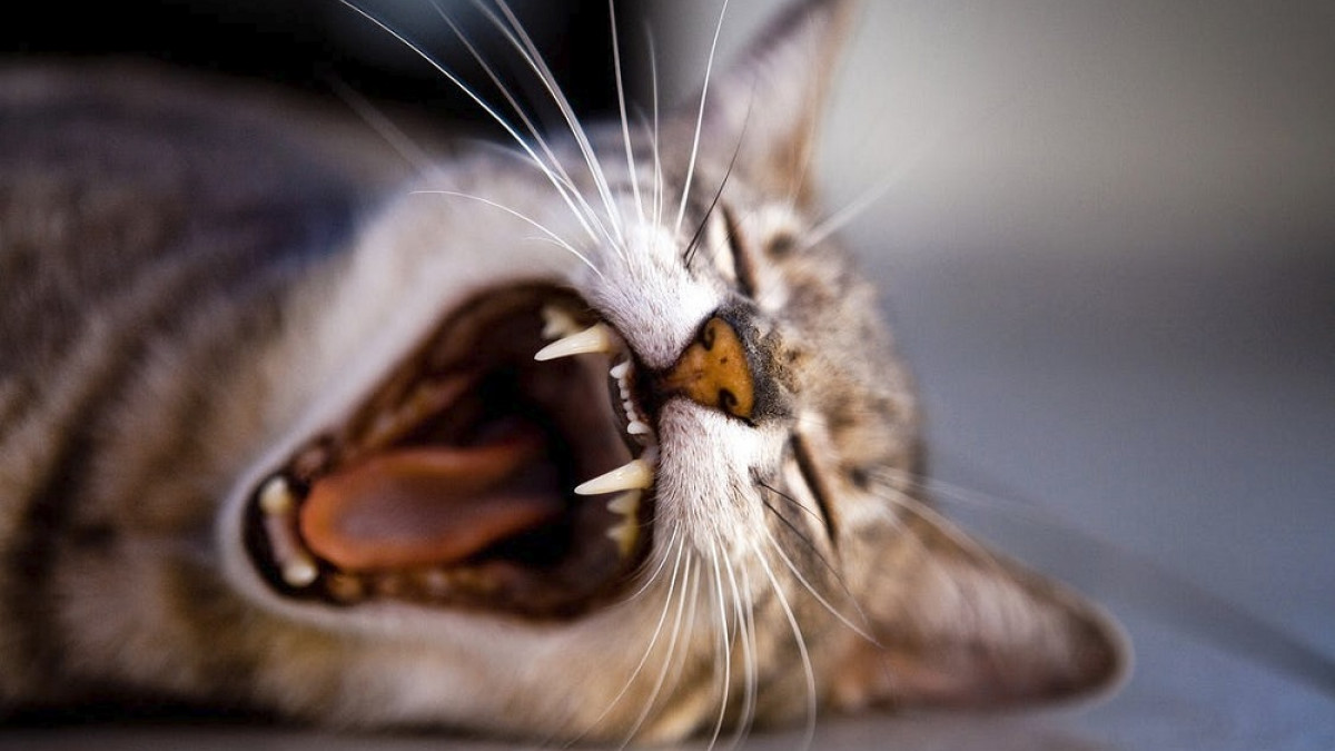 Métodos positivos para reducir el miedo a ciertos objetos en gatos 3 fobia gatos ailurofobia wide