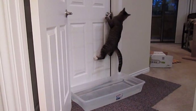 Cómo evitar que tu gato se obsesione con abrir puertas 3 fotonoticia 20140813091325 690