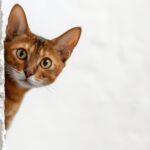 Técnicas para acostumbrar a tu gato a ruidos fuertes 6 gato abisinio mirando esquina 3