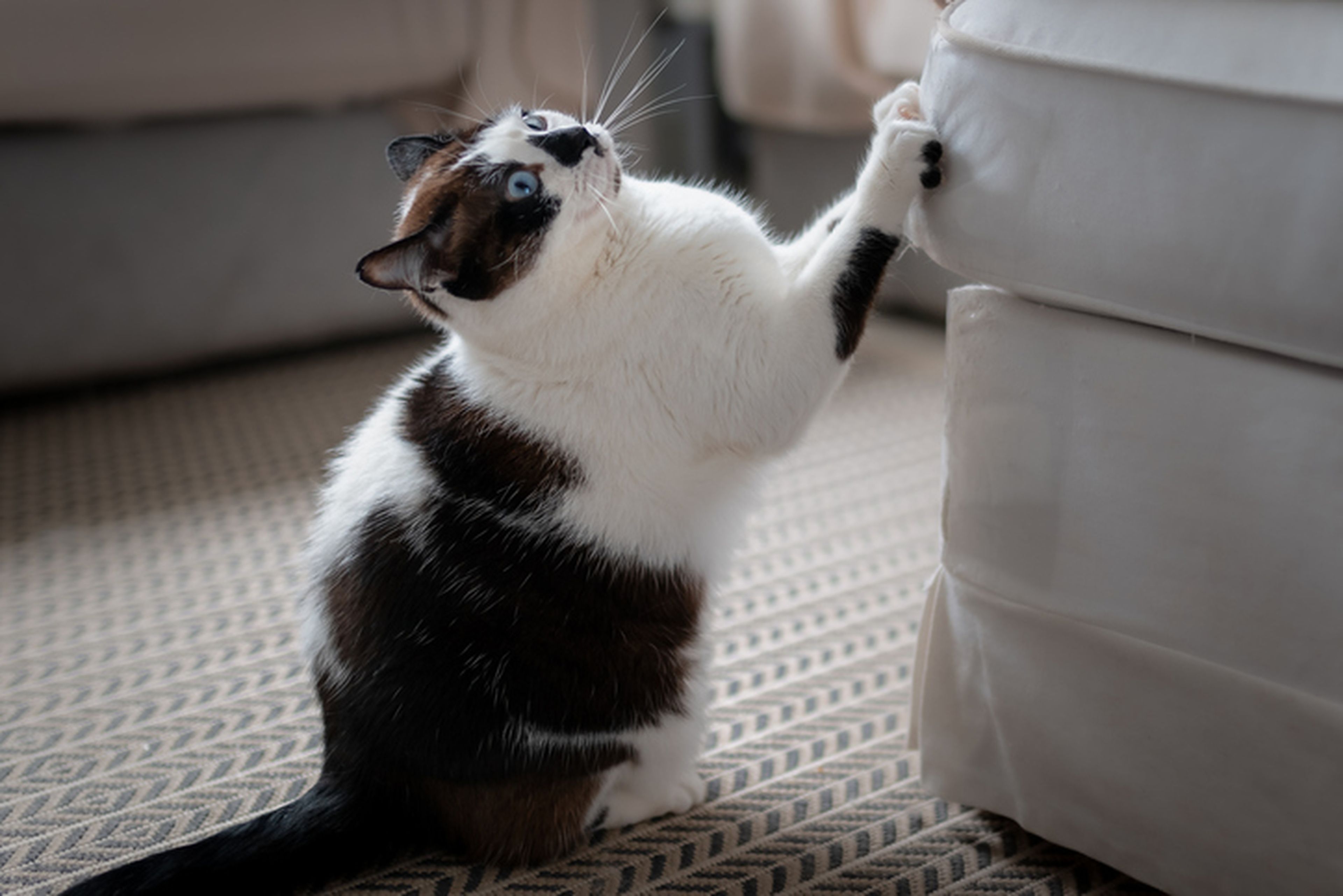 gato aranando sofa 2707469
