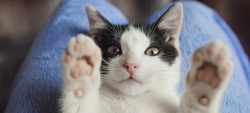 Cómo preparar a tu gato para la introducción de nuevas mascotas 4 gato bienvenida kivet min