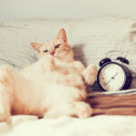 Cómo hacer que tu gato tolere el cambio de horarios 6 gato cama cambio horario