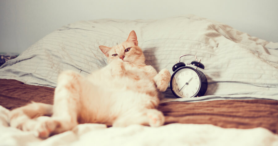 gato cama cambio horario