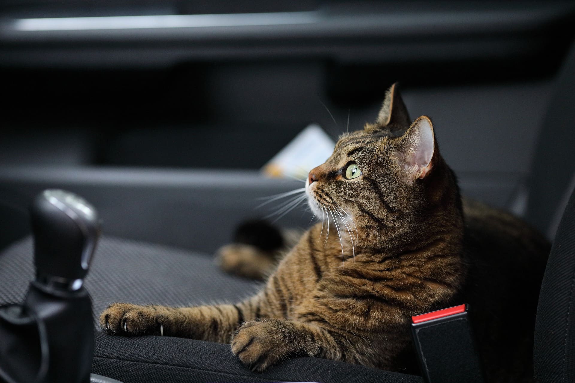 gato coche arquivet