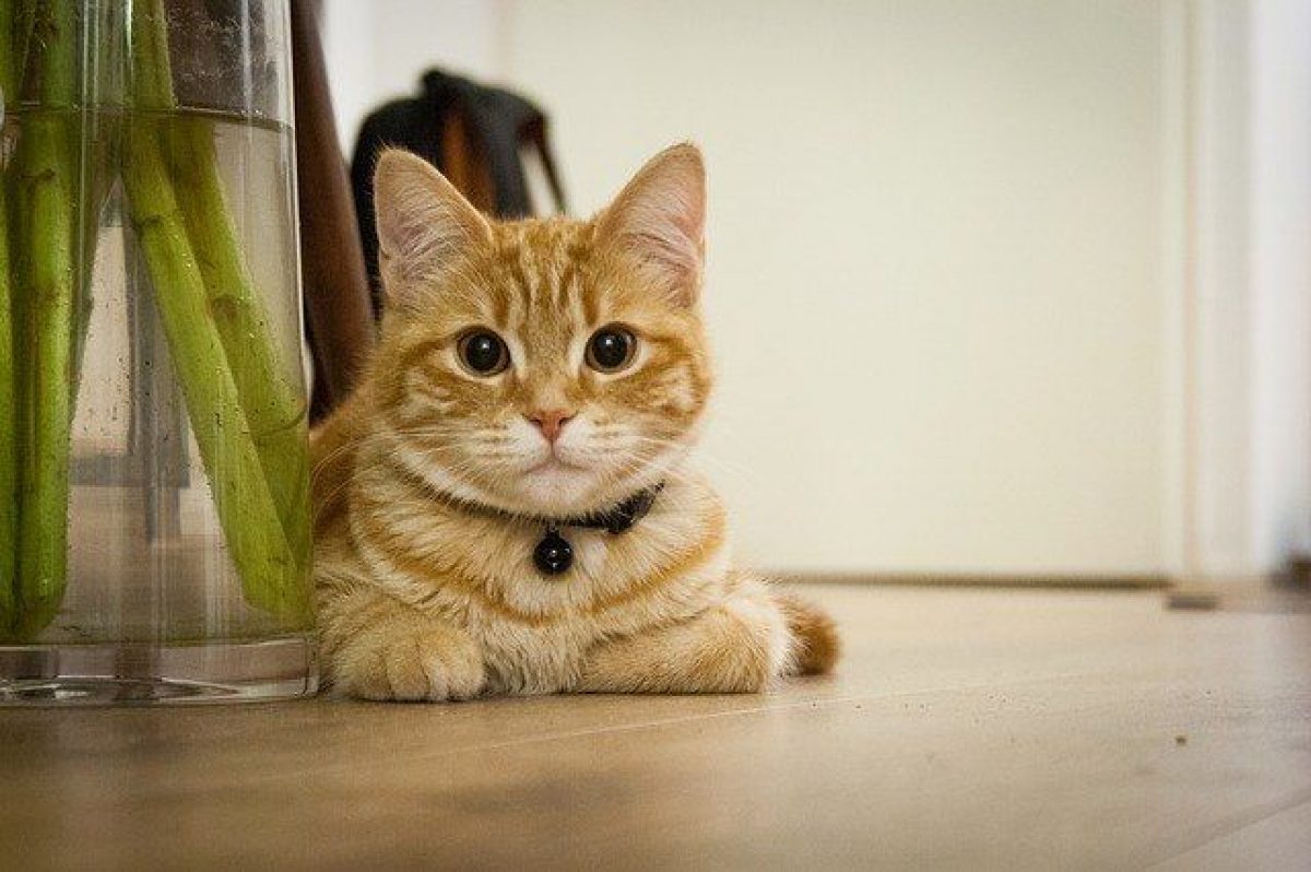 Cómo enseñar a tu gato a no tirar los objetos de la mesa 3 gato encimeras casa 1200x798 1