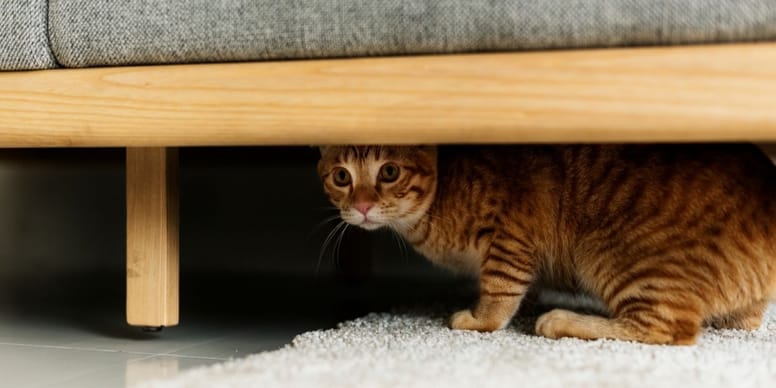 gato escondido