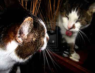 Cómo hacer que tu gato deje de arañar los espejos 3 gato espejo lengua