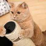 gato evitar arunar sofa