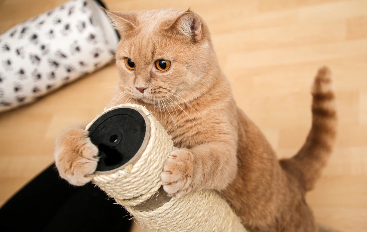 gato evitar arunar sofa