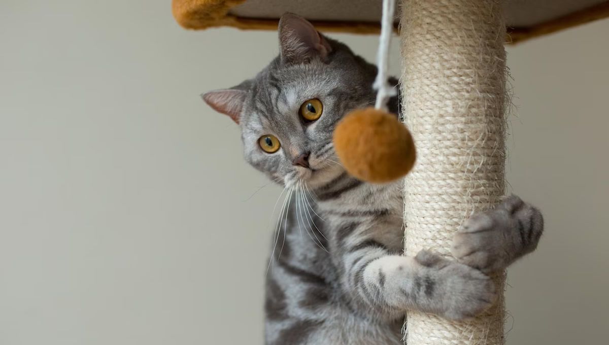 gato jugando con un rascador