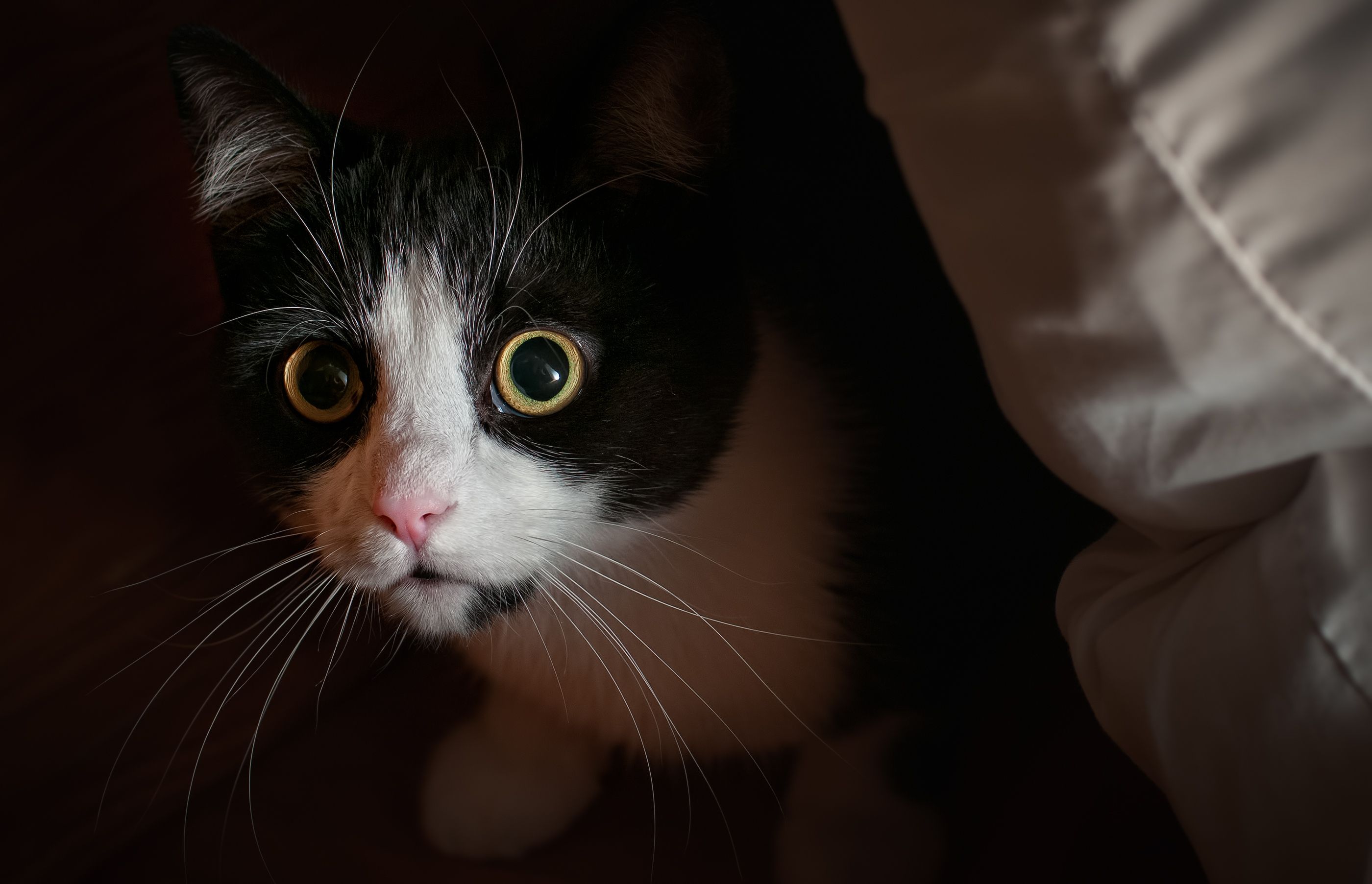 gato miedo a petardos 2
