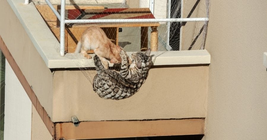 gato red de proteccion balcon