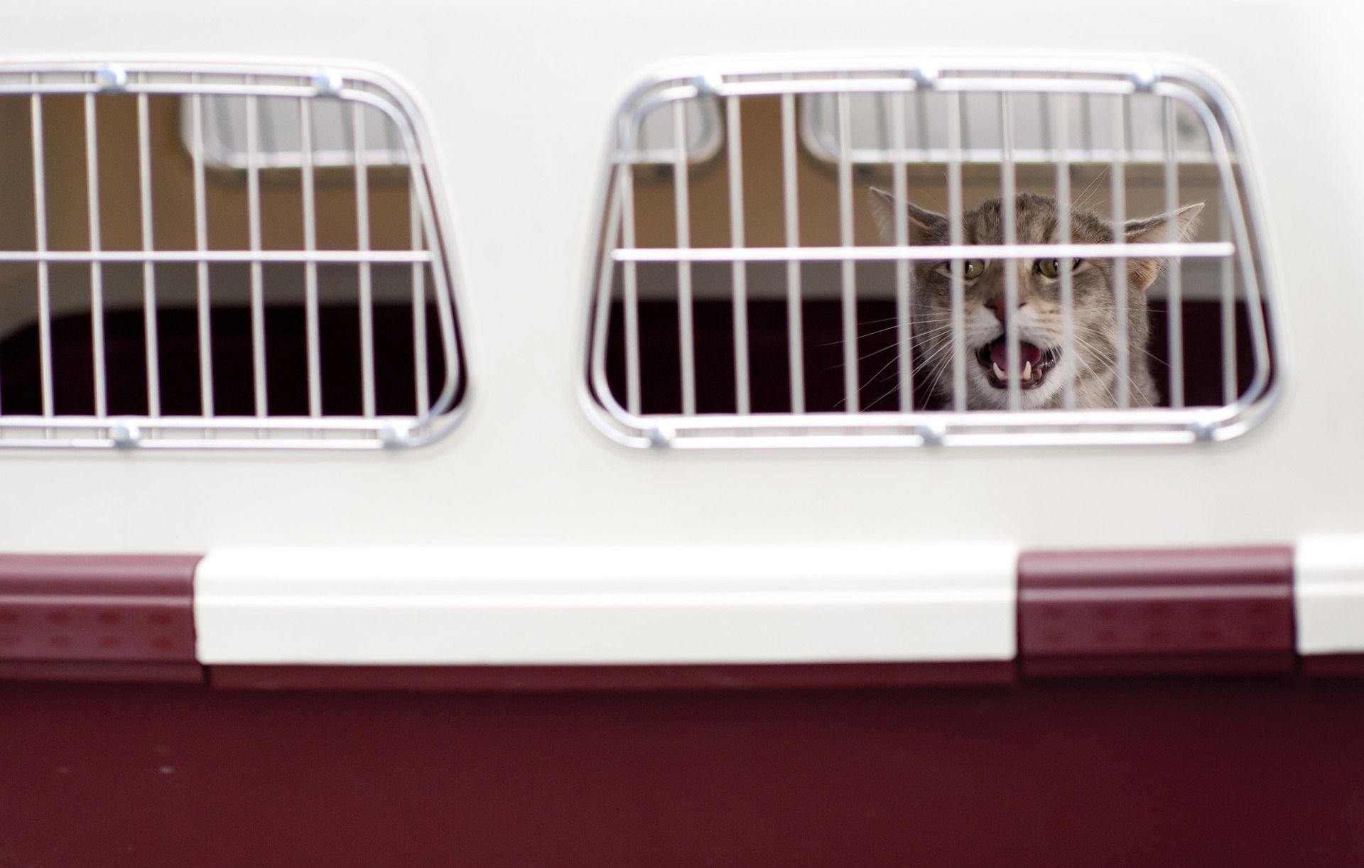 gato superar odio transportin