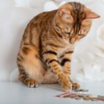 gato tirando dinero mesa istock