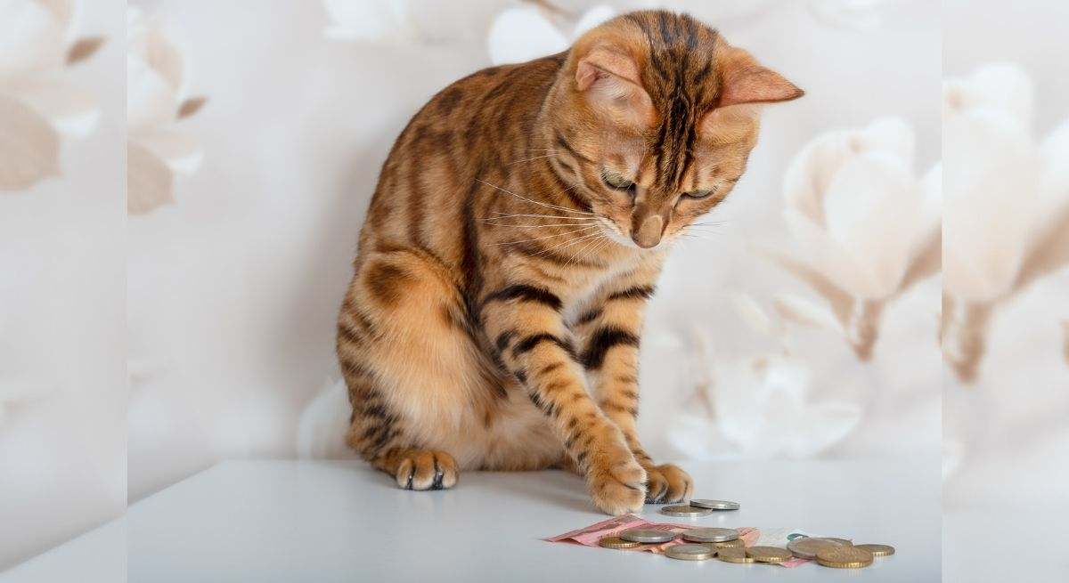 Cómo enseñar a tu gato a no tirar objetos de las mesas y estanterías 1 gato tirando dinero mesa istock