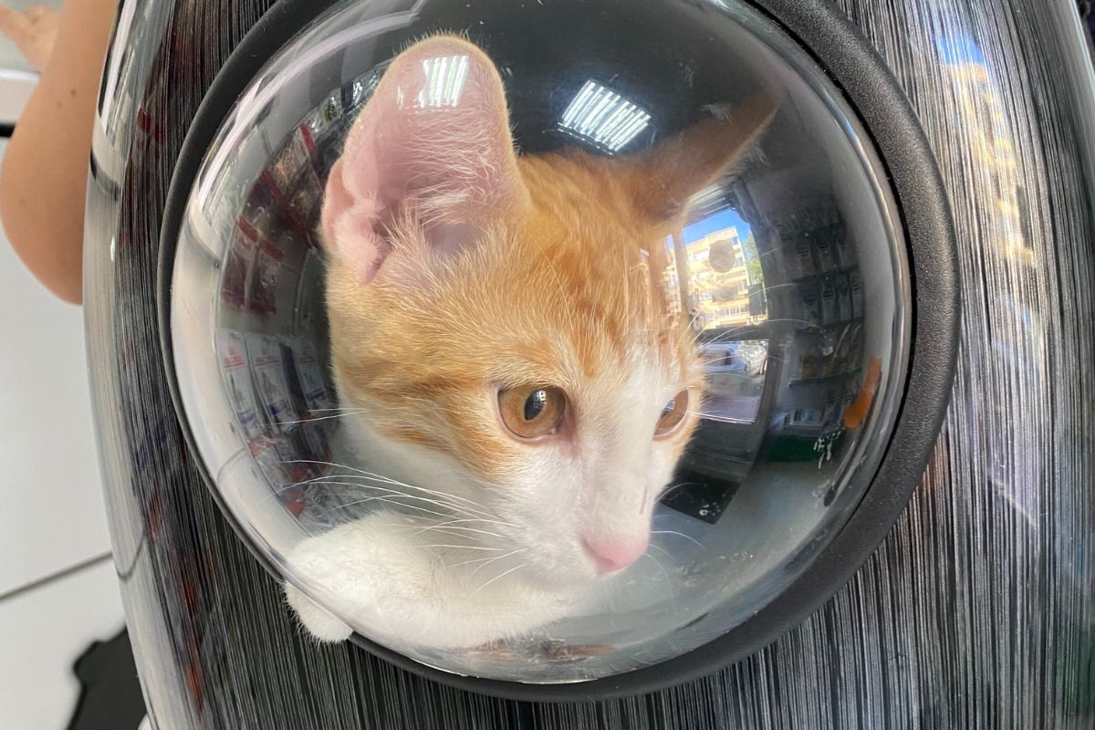 gato transportin