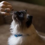 Cómo adaptar el entrenamiento positivo a gatos que no responden bien a premios 6 gato y snack o premio