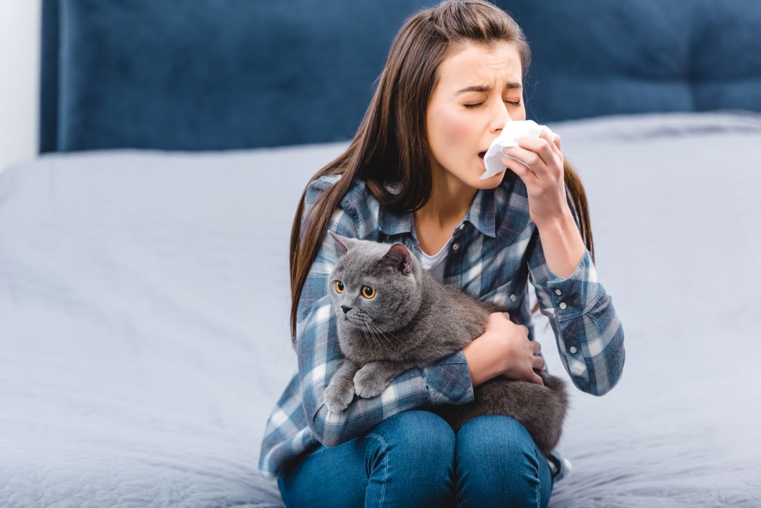 Cómo mejorar la convivencia entre gatos y personas con alergias 1 gato alergia principal