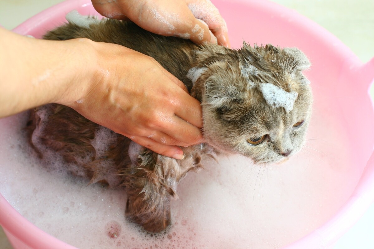 Cómo entrenar a un gato para aceptar ser bañado ocasionalmente 4 gatolavado 61