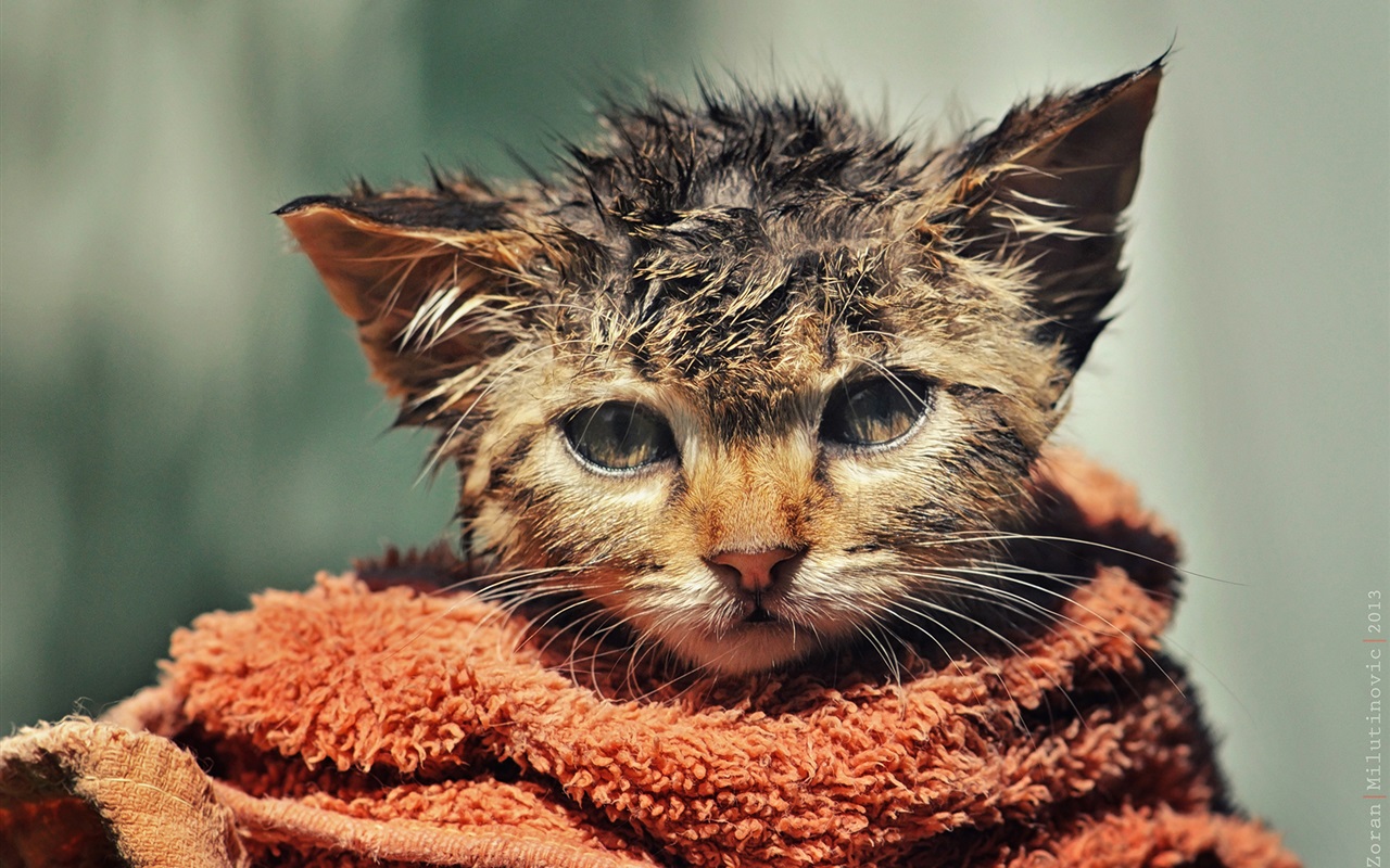 gatos miedo al agua