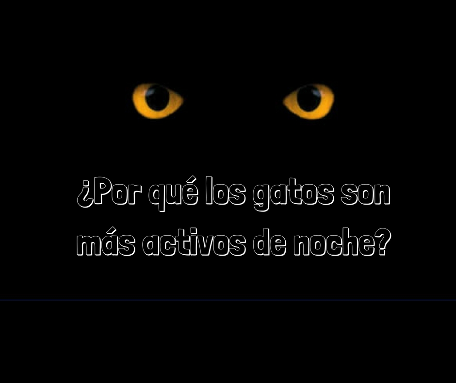 Cómo reducir la hiperactividad nocturna de tu gato 3 gatos noche activo