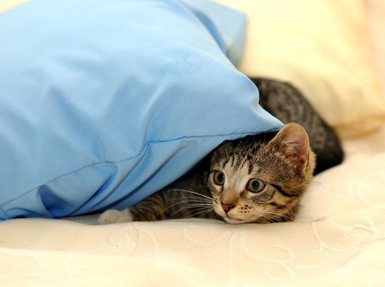 gatos petardos fuegos miedo1 art