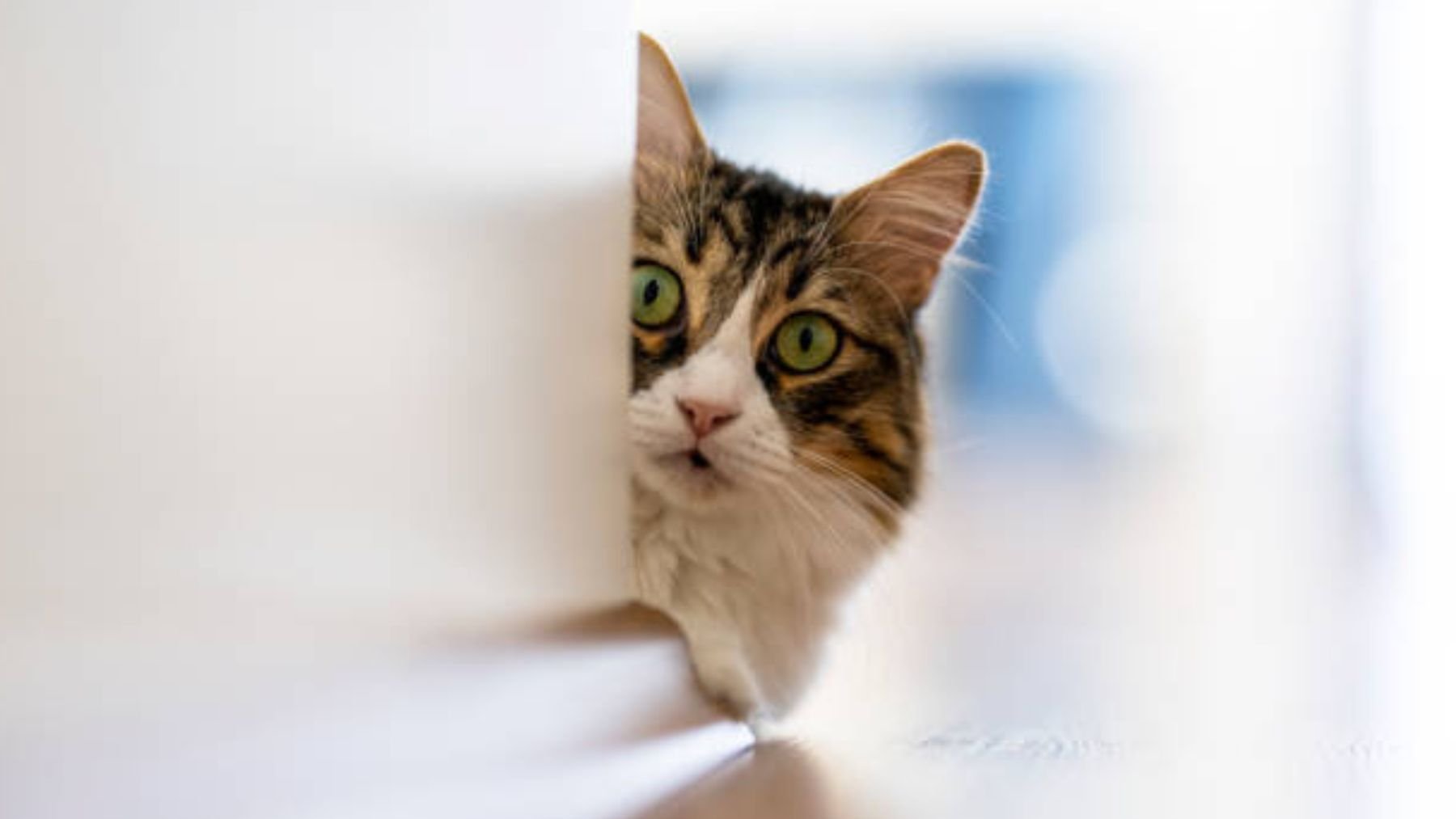 Consejos para calmar a tu gato después de una visita al veterinario 4 gatos