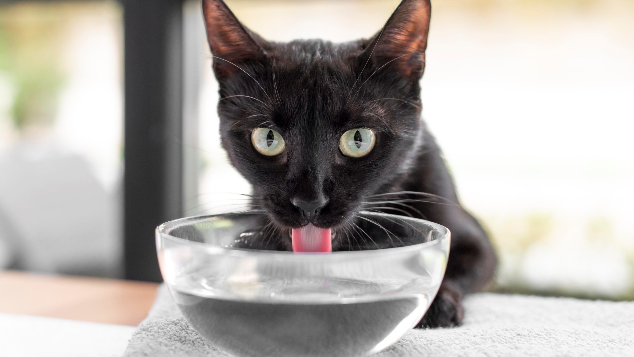 Entrenamiento positivo para gatos que visitan espacios con agua (como lagos) 1 hermoso retrato gato cerca2 scaled 1