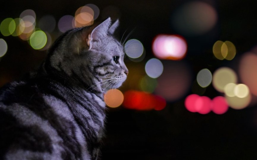 Cómo reducir la hiperactividad nocturna de tu gato 4 hiperactividad nocturna gatos