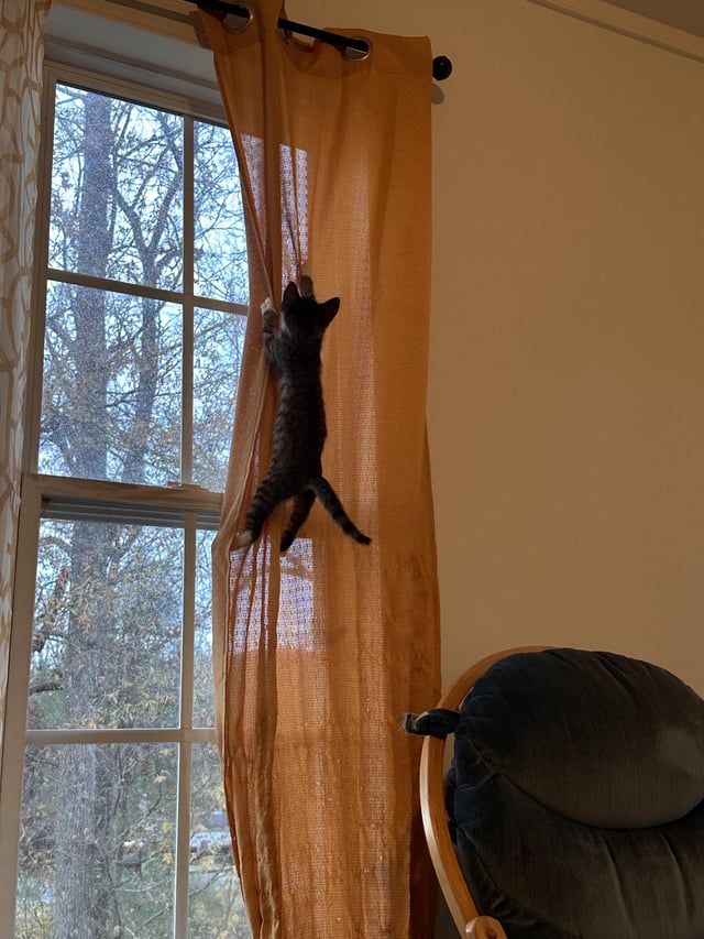 how do i get the kittens to stop climbing the curtains v0 v7aopckjcp0c1