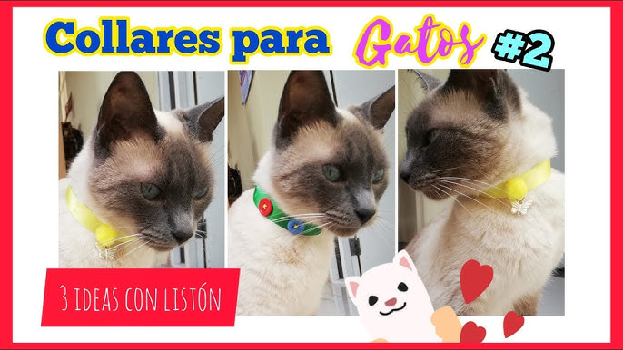 Cómo enseñar a un gato a aceptar el uso de accesorios o collares 3 hq720 1