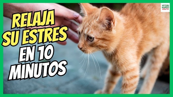 Cómo hacer que tu gato acepte un ambiente limpio sin ansiedad 3 hq720 16