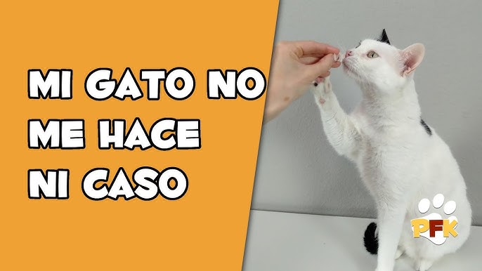 Cómo implementar señales de mano en el entrenamiento de tu gato 1 hq720 3