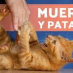 Cómo enseñar a tu gato a no morder tus dedos mientras juegas 5 hq720 6