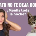 Entrenamiento positivo para reducir el maullido excesivo en gatos 5 hq720 9