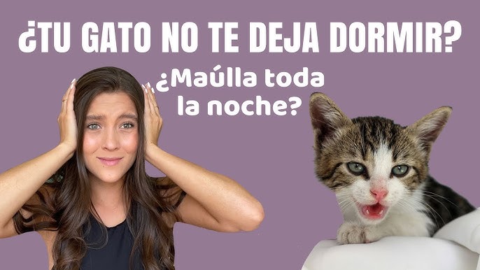 Entrenamiento positivo para reducir el maullido excesivo en gatos 1 hq720 9