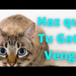 Consejos para que tu gato acepte invitados sin estrés 5 hqdefault 2