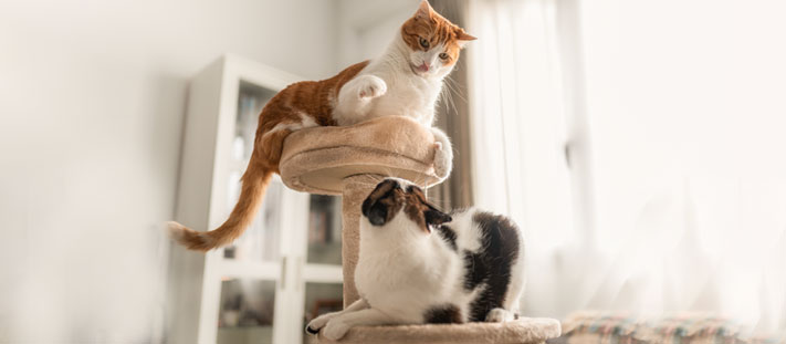 Cómo reducir la tensión entre gatos que comparten espacio 2 img articulos inter consejos para convivir pacificamente con gatos territoriales