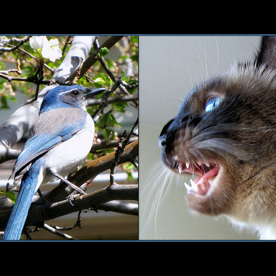 img gatos castanean ciencia