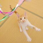 img gatos jugar tiempo beneficiosa art