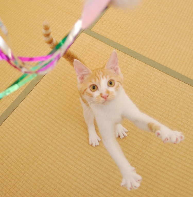 img gatos jugar tiempo beneficiosa art