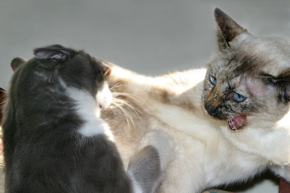 img gatos peleas que hacer 2